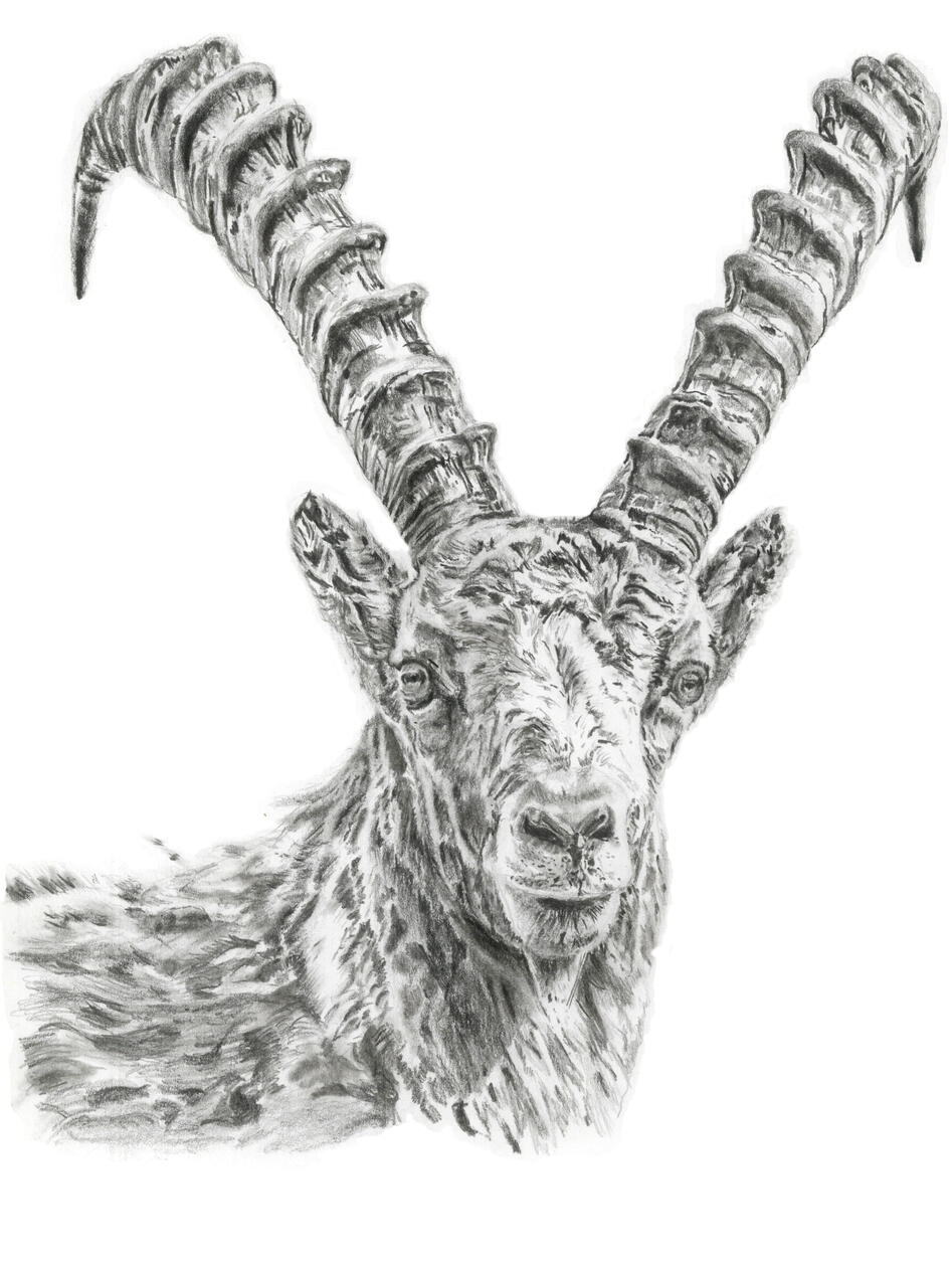 The Alpine Ibex. Tribute to the GOAT for it's beautiful horns. Unfortunately many images of these animals are shown with trophy hunters that have already killed them just to pose with their prize.