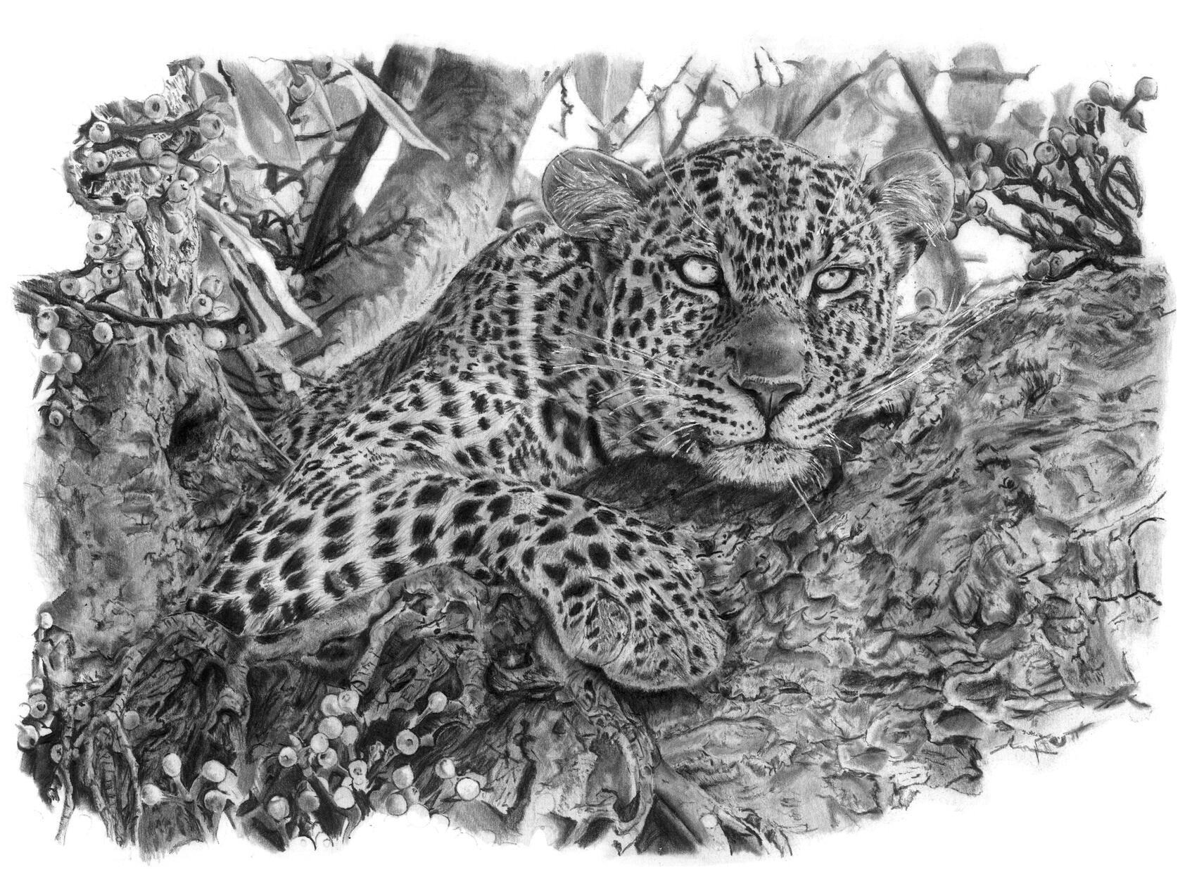 Mother of the famous 'Jade Eyed Leopard', Fig. Leopards are elusive and Acacia left a lasting lineage of cubs that continue her legacy.
