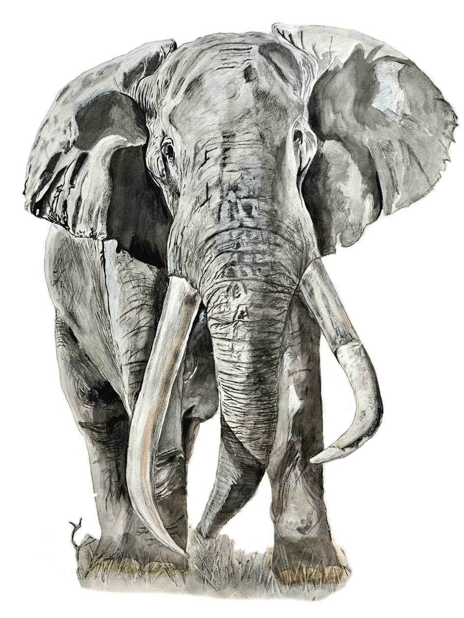 Tusker Tribute