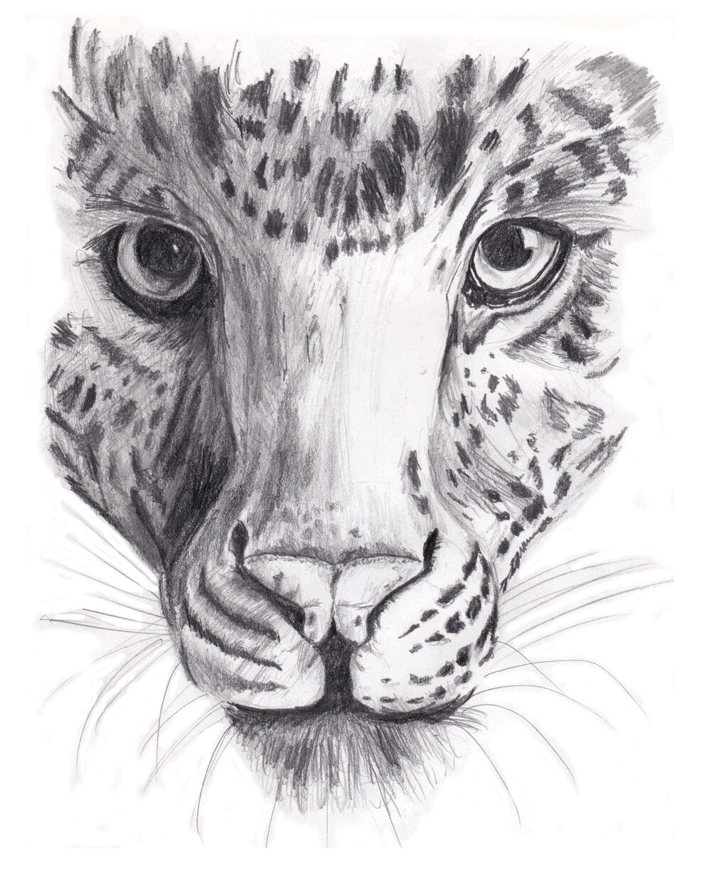 The Stare Down Original leopard face.
